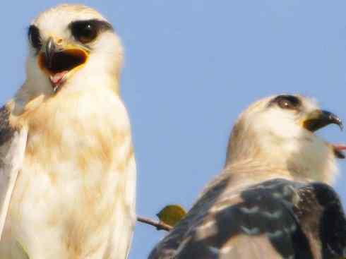 白头鸟系列：另类的美丽（白尾鸢）