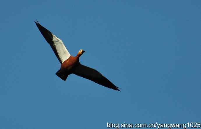 飞 wbr（赤麻鸭） wbr1