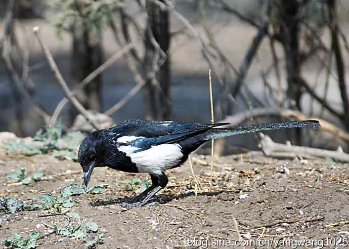 舒适的淋浴(花喜鹊) 舒适的淋浴(花喜鹊)