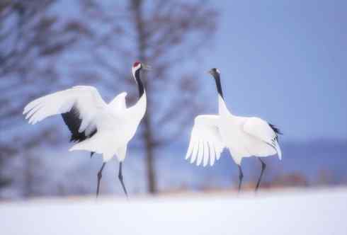 美丽无罪：雀鸟之欣赏