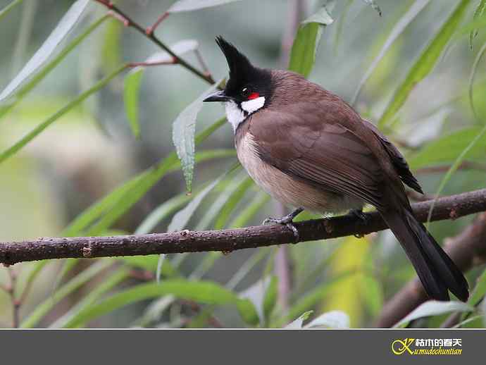 红耳鹎【实拍】