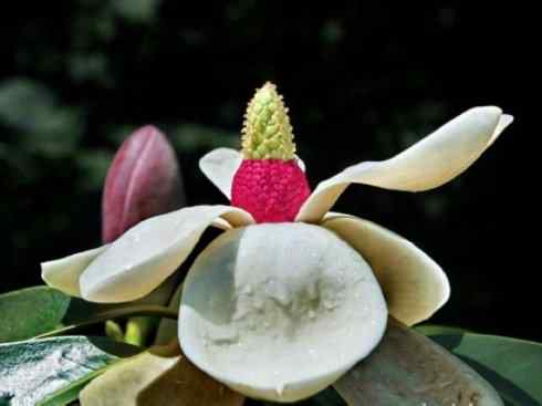 鱼类活化石：非洲肺鱼