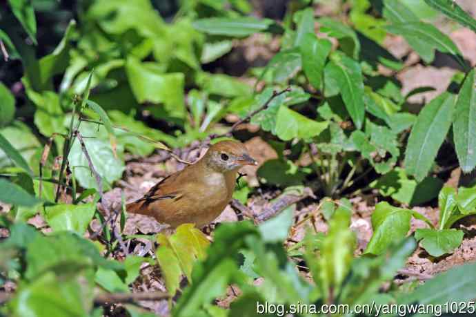 厚嘴苇莺（1）