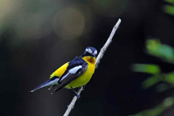 雄性白眉姬鹟（17）