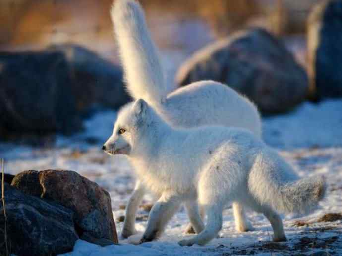 犬科：狐亚科之北极狐（雪鸮、雷鸟）