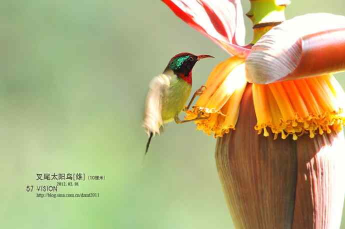 太阳鸟上芭蕉花