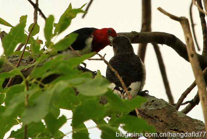 红头啄木鸟