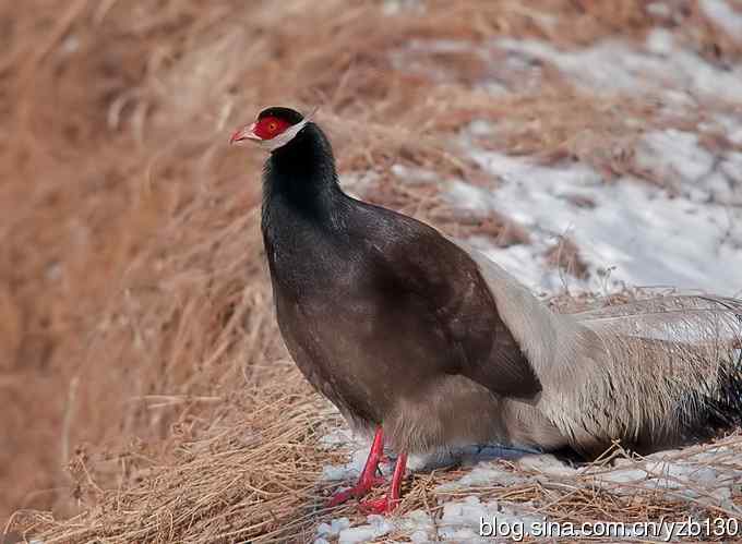 闪亮登场&bull;褐马鸡&bull;国家一级（组图，20张图片）