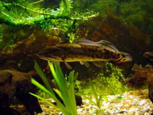 鱼类活化石：弓鳍鱼