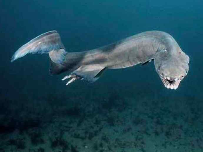 鱼类活化石：皱鳃鲨