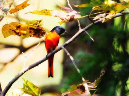 美丽无罪：雀鸟之山椒鸟