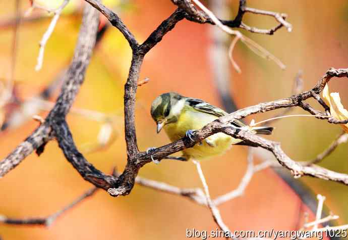 黄腹山雀(3) 黄腹山雀(3)