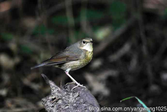 北京天坛公园的鸟类——雌性蓝歌鸲（3）