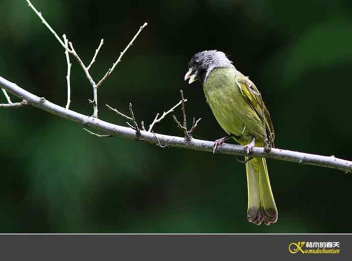 领雀嘴鹎【照片】