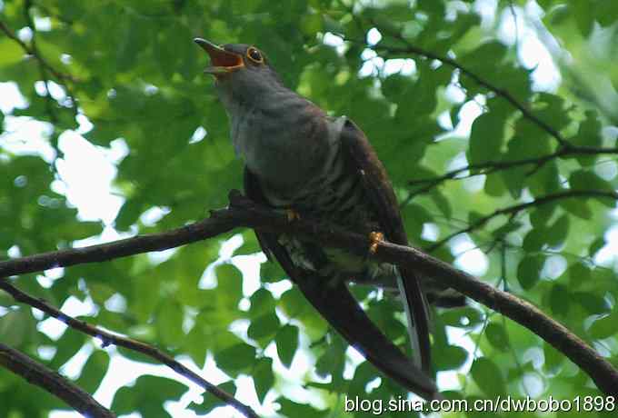 夏日欢鸣的四声杜鹃