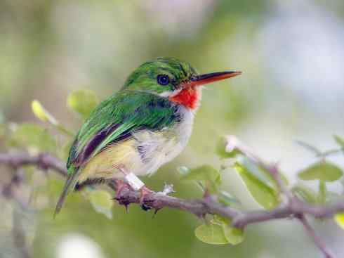 绝色攀禽：佛法僧目之短尾鴗