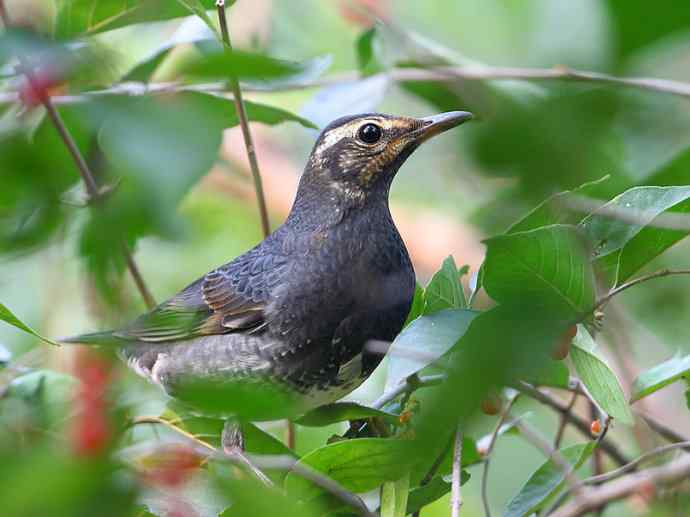 ［让梦想不再奢侈］（我眼中的白眉地鸫和灰背鸫）