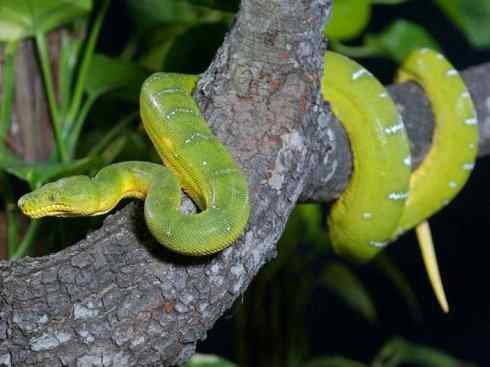 龙：传说的兽原型探秘（树蚺类）