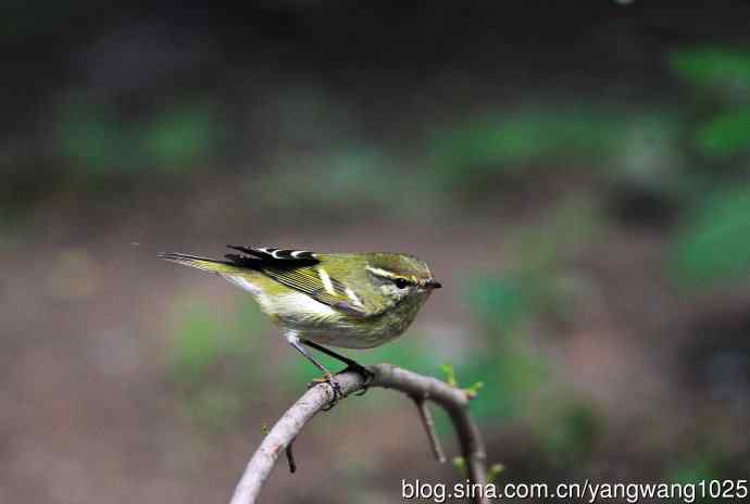 黄眉柳莺（13）