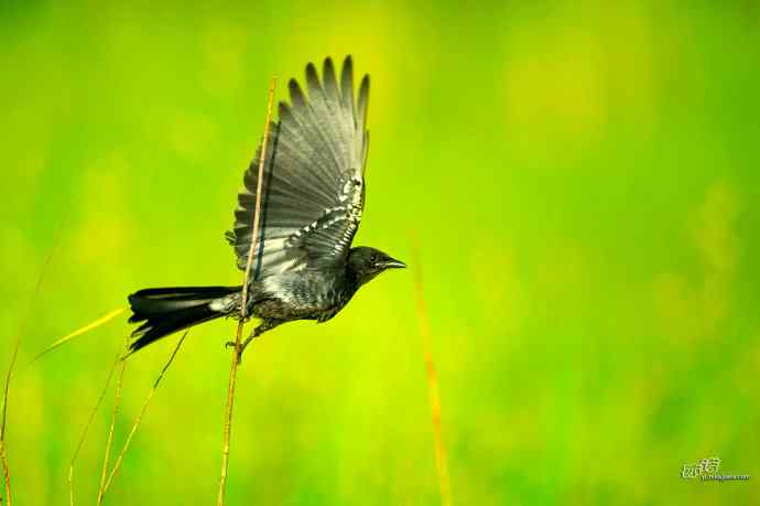 野鸭湖的黑衣舞者