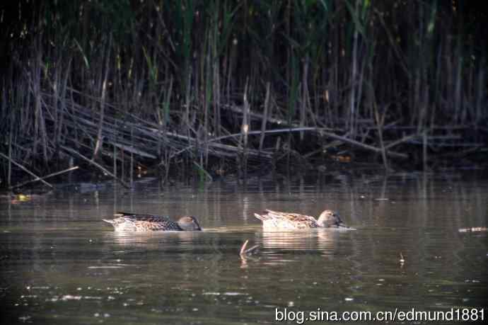 崇明东滩湿地公园十一月鸟况-望远镜打鸟