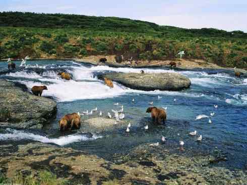 十大喜食蜂蜜动物：棕熊