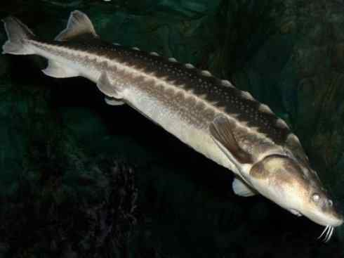 鱼类活化石:中华鲟 鱼类活化石:中华鲟