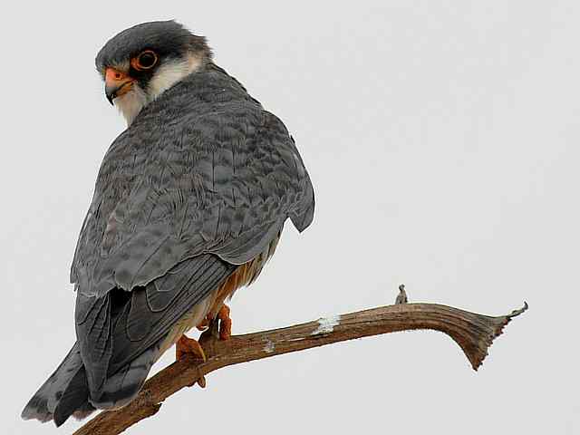 野鸭湖：阿穆尔隼与普通燕鸻
