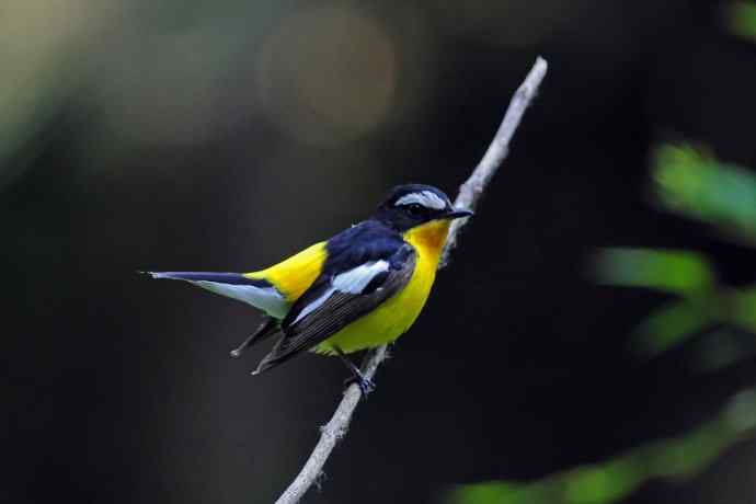 雄性白眉姬鹟（17）