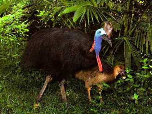 奇特的盔：鹤鸵