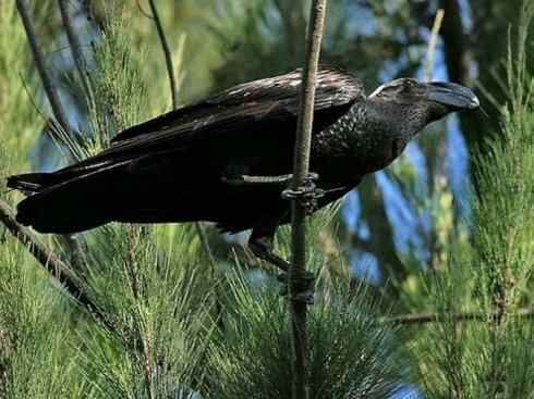 奇特的盔：厚嘴渡鸦