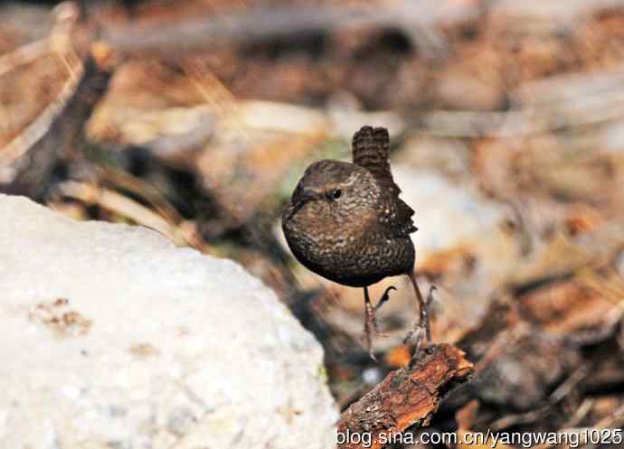 鹪鹩(抓拍)2 鹪鹩(抓拍)2