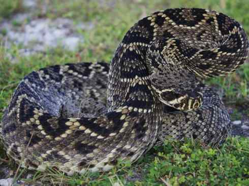 龙：传说的兽原型探秘（响尾蛇类）