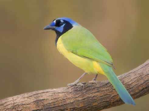 美丽无罪：雀鸟之蓝鸦