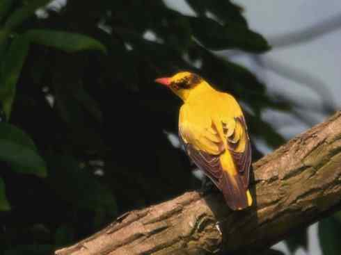 家禽驯化之源之三十一