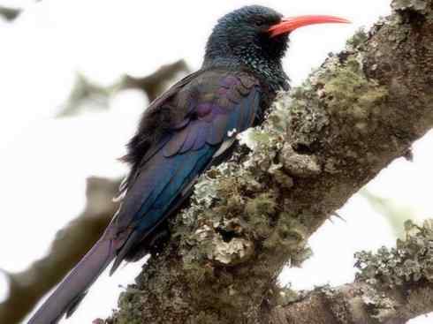 绝色攀禽:戴胜与林戴胜 绝色攀禽:戴胜与林戴胜