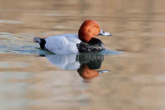稻香湖的潜鸭☆