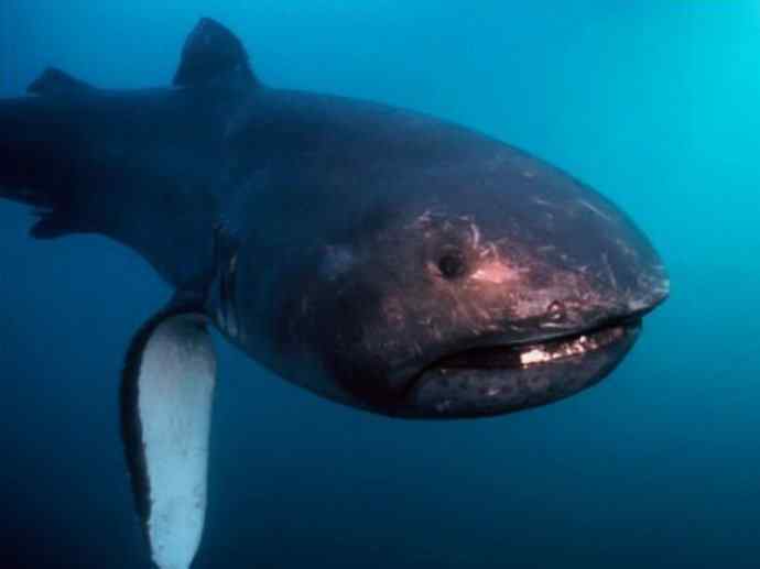 鱼类活化石：魔鬼鲨