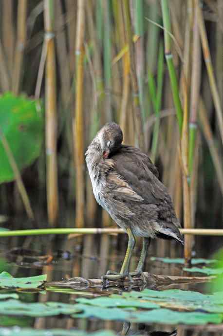 黑水鸡(亚成) 黑水鸡(亚成)