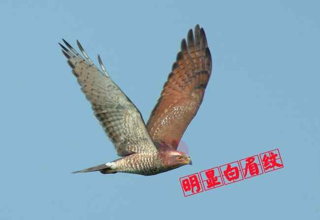 灰脸鵟鹰 猛禽大全——中国东部地区27种迁徙类猛禽辨识