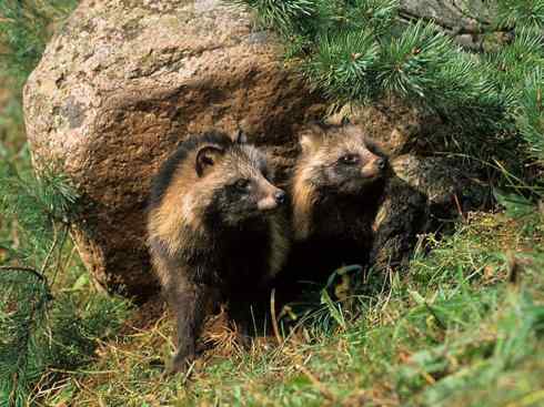 犬科:犬亚科犬属之貉 犬科:犬亚科犬属之貉