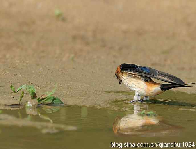 小燕子,穿花衣(金腰燕)
