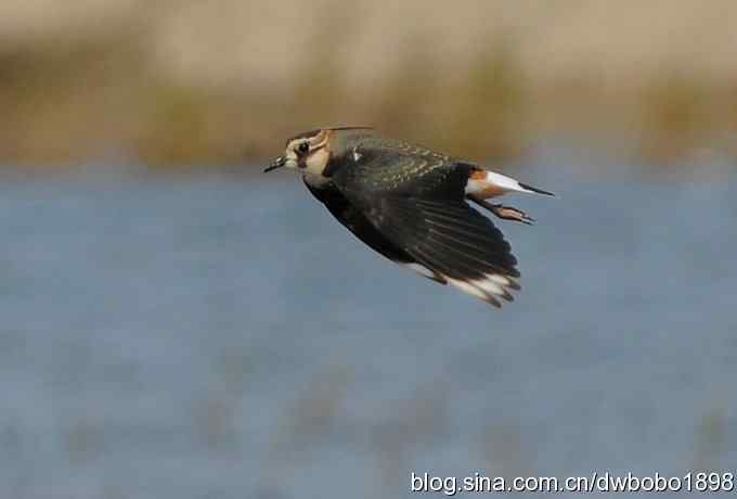 飞翔的凤头麦鸡