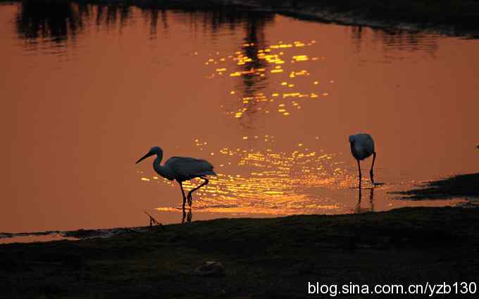 湿地的早晨（组图）