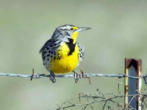 家禽驯化之源之三十二 家禽驯化之源之三十二