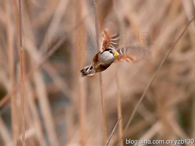 我的处女震旦（组图，8张图片）