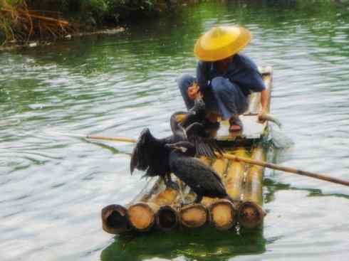 家禽驯化之源之四