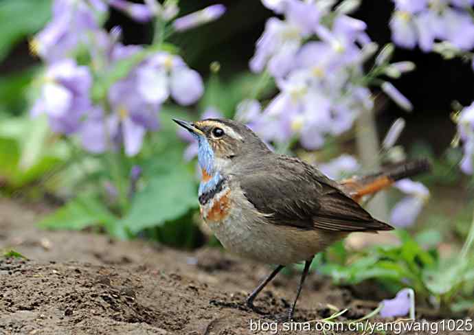 蓝喉歌鸲 wbr1 蓝喉歌鸲 wbr1