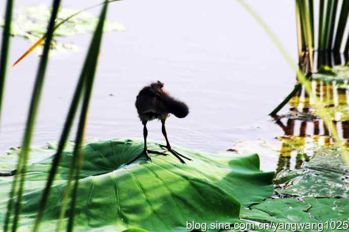 小小黑水鸡 小小黑水鸡