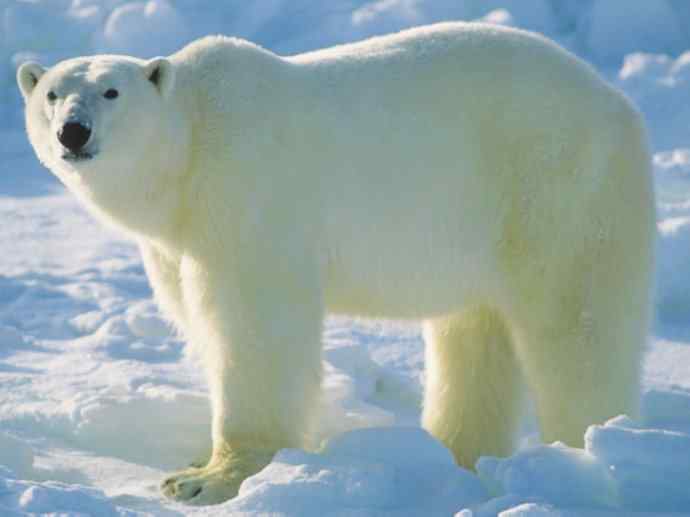 盘点十二大著名食蚁动物：懒熊